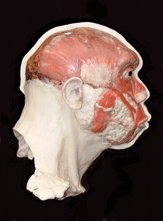 Anatomical Reconstruction